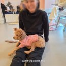 다시사랑받개 이미지