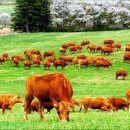 경인목장 이미지