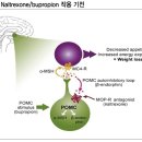 음식 섭취 감소·에너지 소비 증가로 체중 조절 콘트라브 서방정(Contrave ER Tab.) 이미지