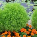 해바라기가 있는 풍 이미지