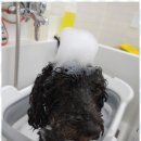 아임댕댕 이미지