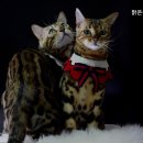 맑은숲동물병원 이미지