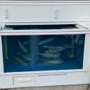 제주수산 | 애월 회포장｜제주 경성수산 고등어 딱새우 활어회 포장 후기