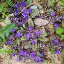 금장초등학교 이미지