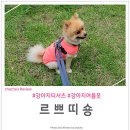 쁘띠숑 이미지