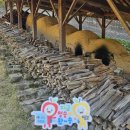 청송도석 앞 이미지