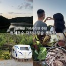 가족숲 | 포천 캠핑장 청계호수 자작나무 숲 가족 카라반B 솔직 후기