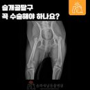송파새날동물병원 이미지