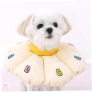 카라말티즈 이미지