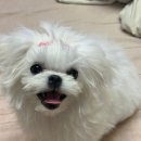 대구강아지분양 원펫 | 대구강아지분양후기예쁜말티즈예삐소식이왔어요~♡