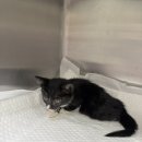 부일동물병원 이미지