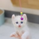 김포고양이분양 맘스캣 이미지