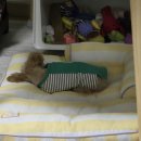 데이,그룸 이미지