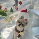 멍테일즈 이미지