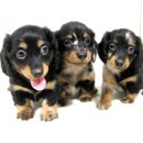 베르네집 이미지