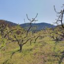 단산농원 이미지