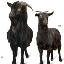 야산염소 이미지