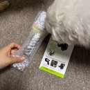 하이눈안경 | 강아지 선글라스 ｜도글스 고글로 패러글라이딩까지, 도글라스 후기