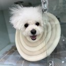 노엘동물병원