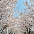 만석공원셀프세차장 | 수원 벚꽃 명소 - 만석공원 벚꽃 구경 후기