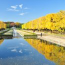 미수로가로수 이미지