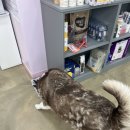 벨라 펫샵 | 김제 대형견 미용실/요촌동 대형견 애견미용실 추천/당일예약 가능/러블리펫그루밍
