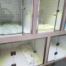 뽀뽀뽀하개 이미지