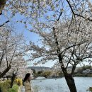 신평동1080 | 2026년 경주 벚꽃 축제 일정｜경주 2박 3일 여행 코스 추천 🌺 (+2025년 비교)