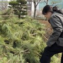 소나무세차장 | [우당탕탕 2026] 3/13-3/31, 정신을 차려보니 봄이다!