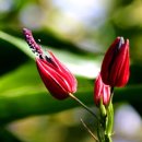 레드시크릿 이미지