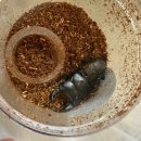 우혁농장 | [우혁] 초등학교 2학년 취미 생활! 왕사슴벌레 키우기🎵