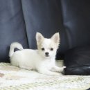 한국참피온 이미지