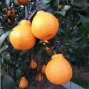 서당농장 이미지