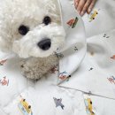 강아지여름이불 추천 : 페리가토 인견 낮잠이불 패드 사용 후기 ♩