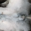 기흥동물병원 이미지