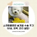 안녕동물병원 | 소래동물병원 강아지 슬개골 수술 후기 (비용, 회복, 관리 꿀팁)