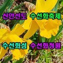 신안선도 수선화축제 수선화섬 수선화정원 이미지