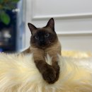 마곡M동물의료센터 이미지