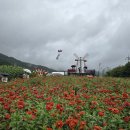 봉평메밀마당다대포점 | 평창 백일홍축제, 봉평 메밀꽃,