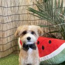 이쁘개멋있개 이미지