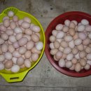 보라농장2 이미지