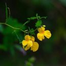 카페 자주 이미지