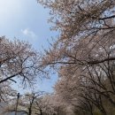 미라실로 | 충주호 캠핑808 캠핑장 후기｜벚꽃 캠핑 가능한 충주 명소