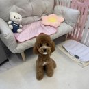 화니오기 펫살롱 | 골든두들 1cm 스포팅 후기 미용 후에도 발랄 "선생님이랑 놀고 싶어요"