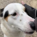 동네강아지 이미지