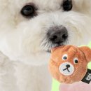 건강한 강아지 이미지