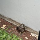 서울시 야생동물센터 | 부엉이? 올빼미? 아파트 단지에 나타난 황조롱이 구조 (서울 스마트 불편신고 혹은 서울시 야생동물센터)