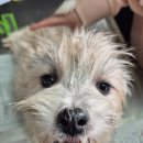 회원님들의 투표로 애니벌호더집에서 구한 5아가들의 이름이 정해졌습니다. 이미지