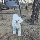 멍멍이천국 이미지