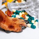 (주)비트러스트메디텍 이미지